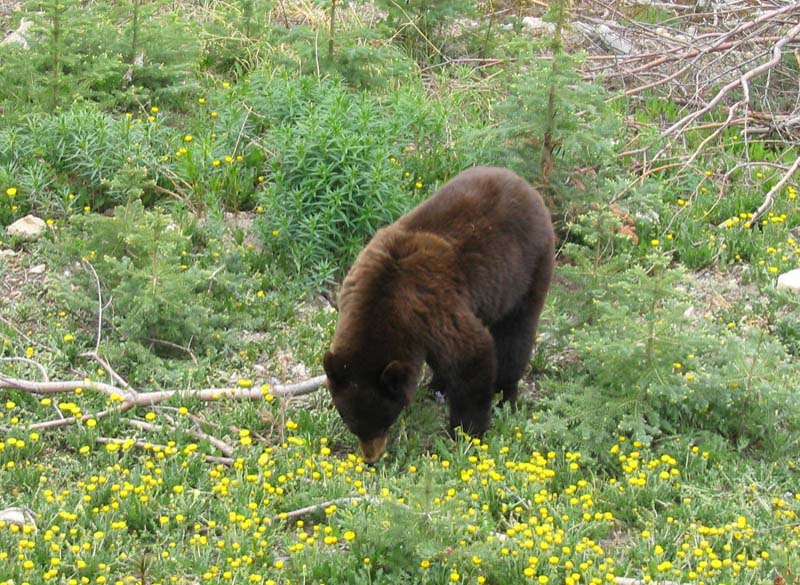 Bear2
