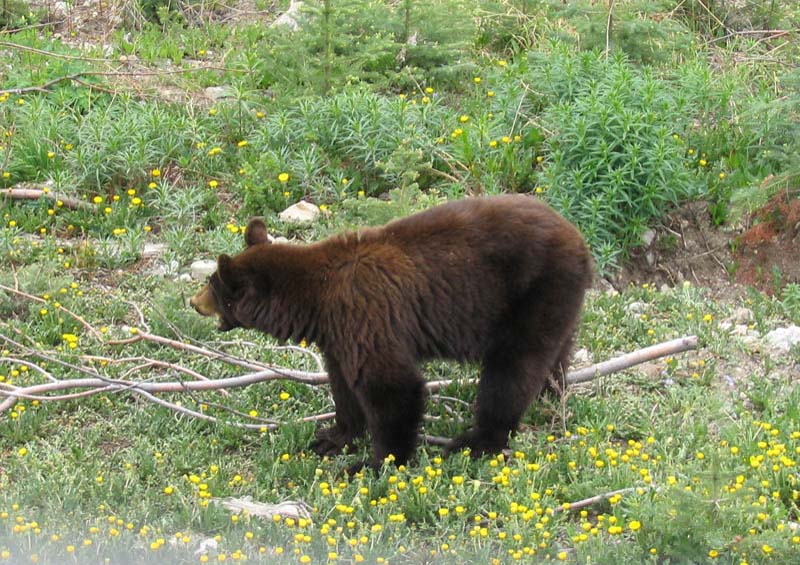 Bear3