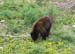 Bear2