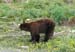Bear3