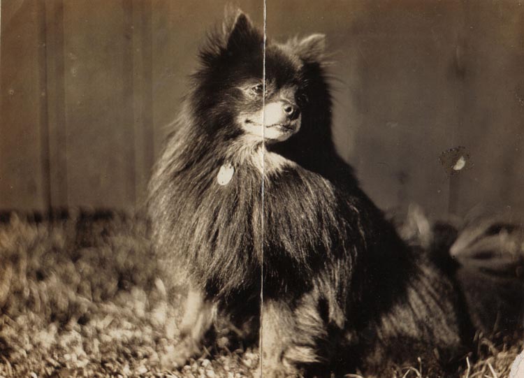 Dog 2 copy