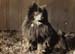 Dog 2 copy