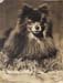 Dog copy