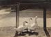 Ducks copy