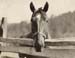 Horse copy