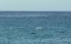 Dolphins_thumb.jpg 1.5K