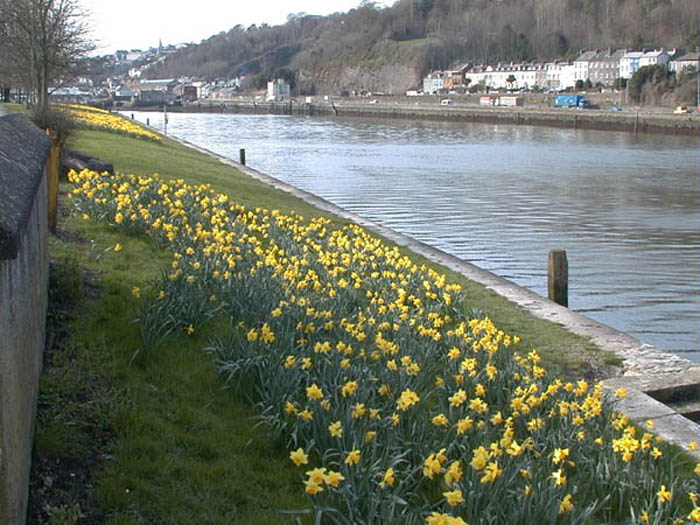 Daffodils3.jpg 97.1K