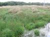 Reeds_thumb.jpg 2.5K