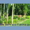 Bee Balm and Fuschia.jpg 411.3K