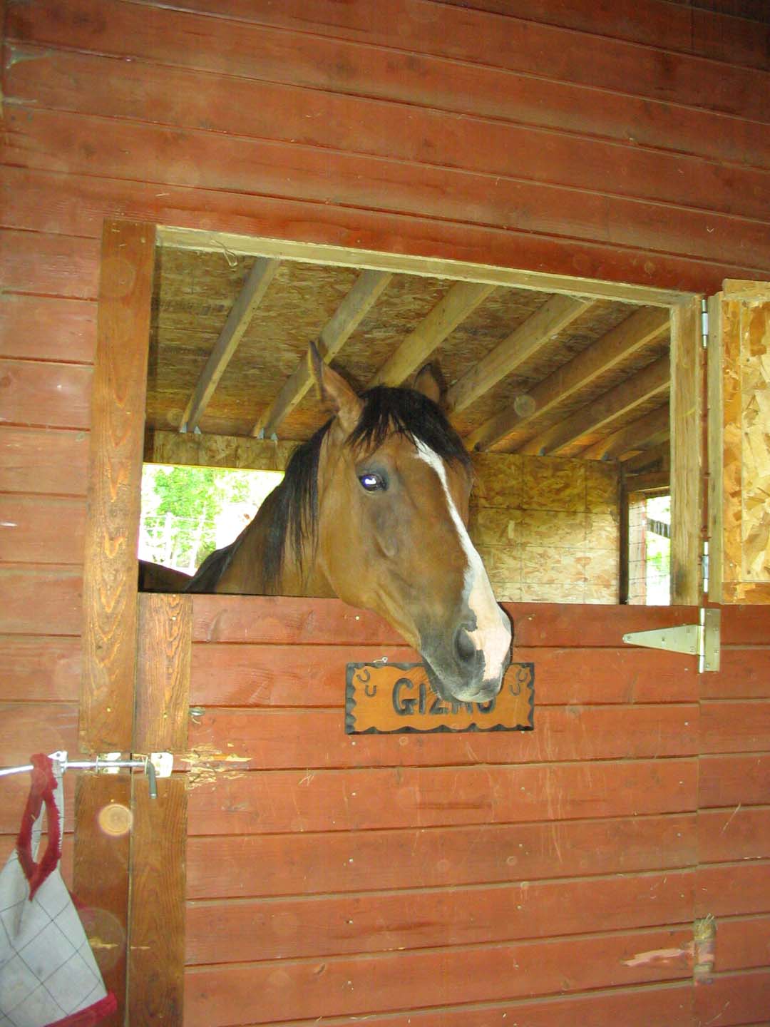 Gizmo in Stall.jpg 142.7K