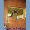 Gizmo in Stall.jpg 142.7K