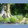 Lavender Garden 2.jpg 385.2K