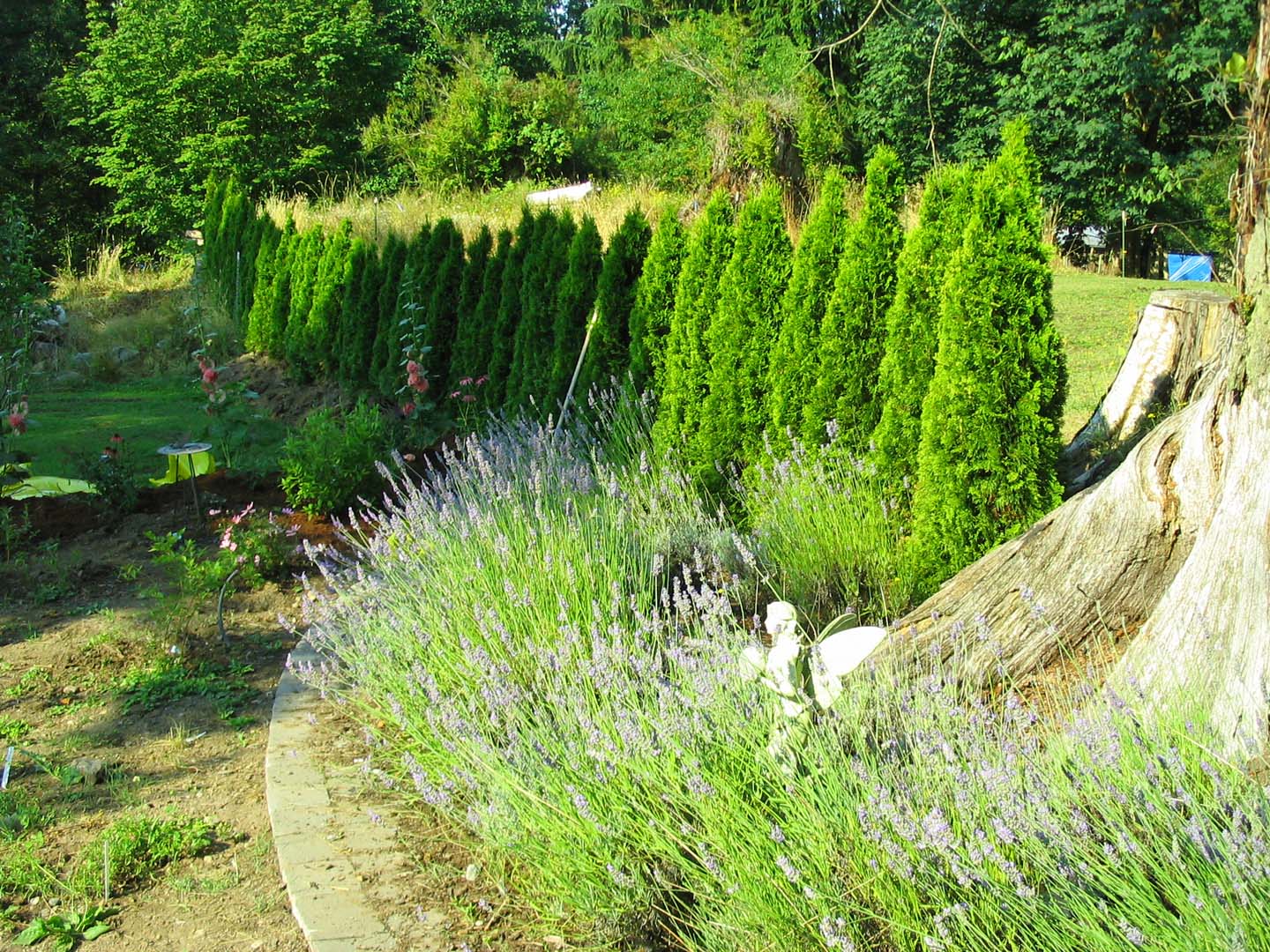 Lavender Garden.jpg 426.4K