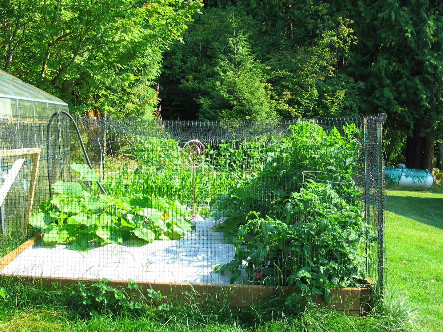 Vegetable Garden 2.jpg 390.1K