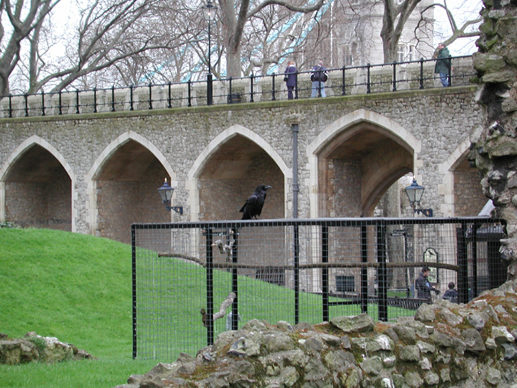 Raven.jpg 505.3K