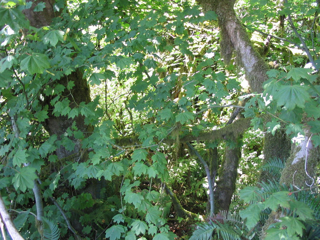 Leaves.jpg 1050.4K