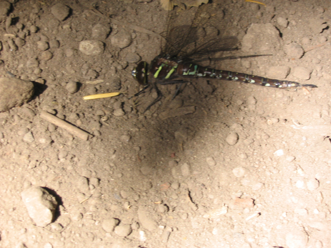 dragonfly.jpg 713.6K