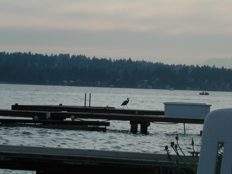 Blue Heron 92.jpg 51.7K
