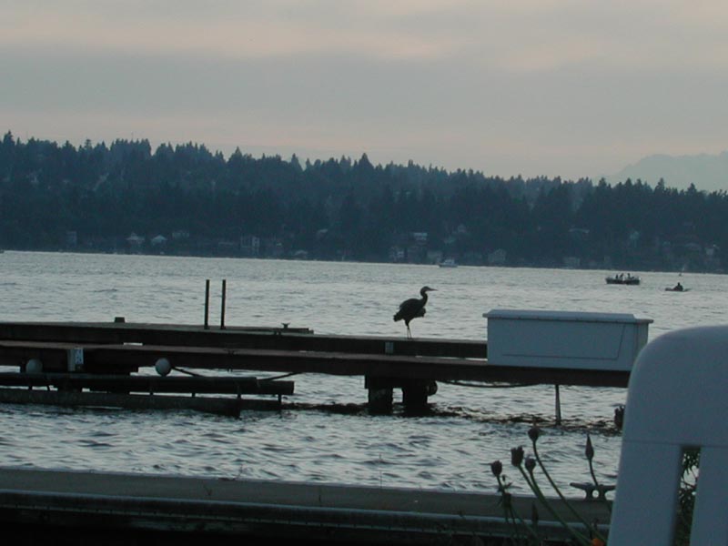 Blue Heron 93.jpg 53.7K