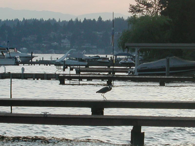 Blue Heron 95.jpg 74.7K