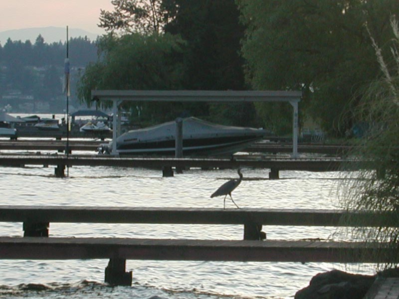 Blue Heron 96.jpg 81.9K