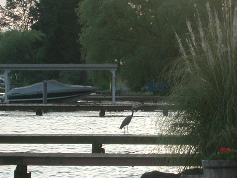 Blue Heron 97.jpg 76.7K