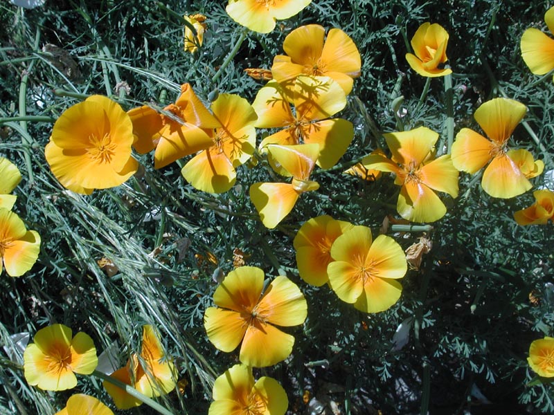 California poppies.jpg 152.5K