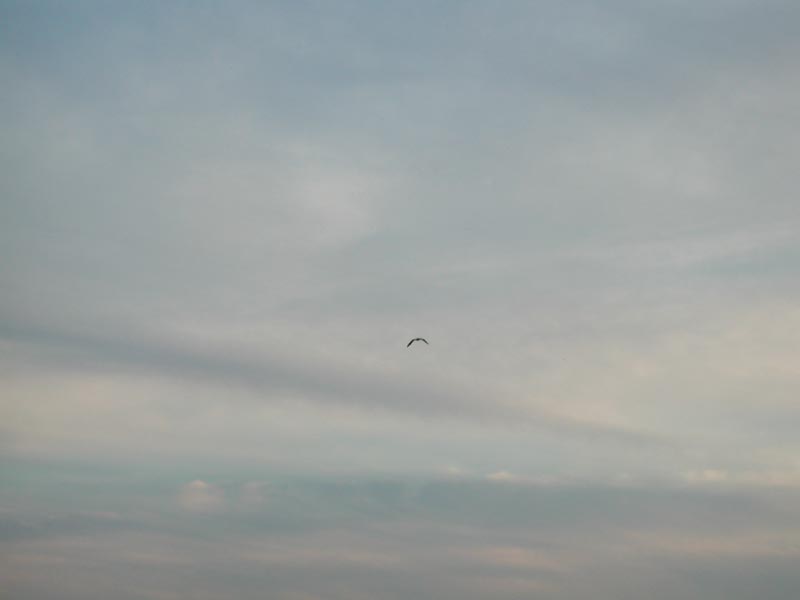 Eagle 4.jpg 14.4K