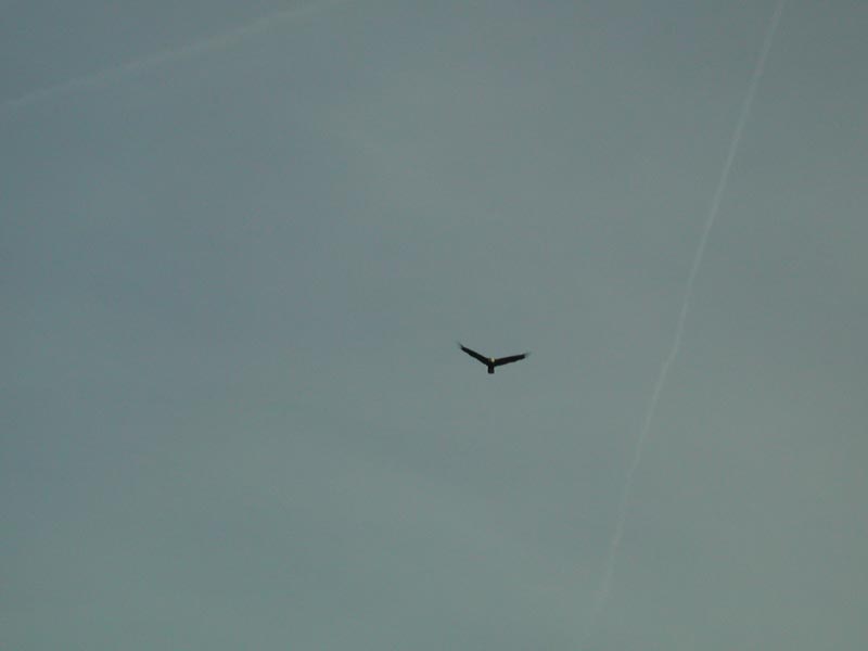 Eagle.jpg 11.1K