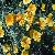 California poppies_thumb.jpg 2.1K