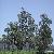 Oak trees at Pierre's_thumb.jpg 1.5K