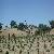Vineyards at Pierre's 2_thumb.jpg 1.4K