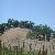 Vineyards at Pierre's_thumb.jpg 1.4K