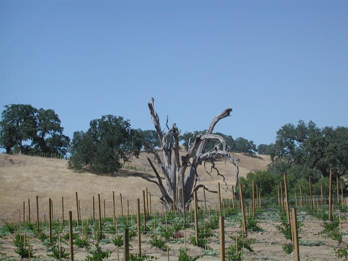 Vineyards at Pierre's 3.jpg 71.0K