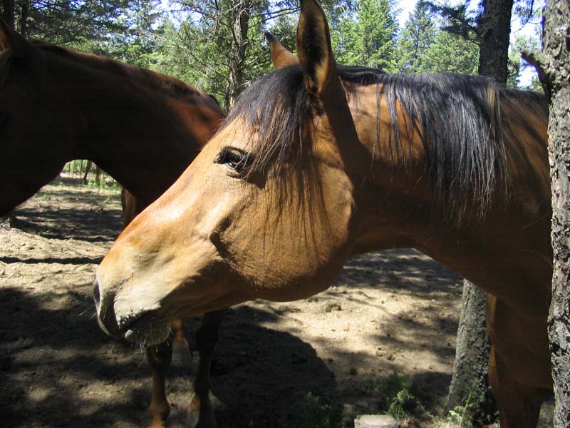 Comanche close up