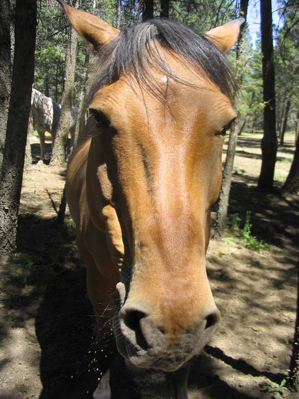 Comanche very close up
